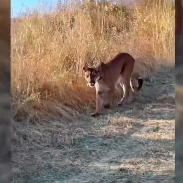 Watch This Mountain Lion Casually Walk by a Man in Orange County