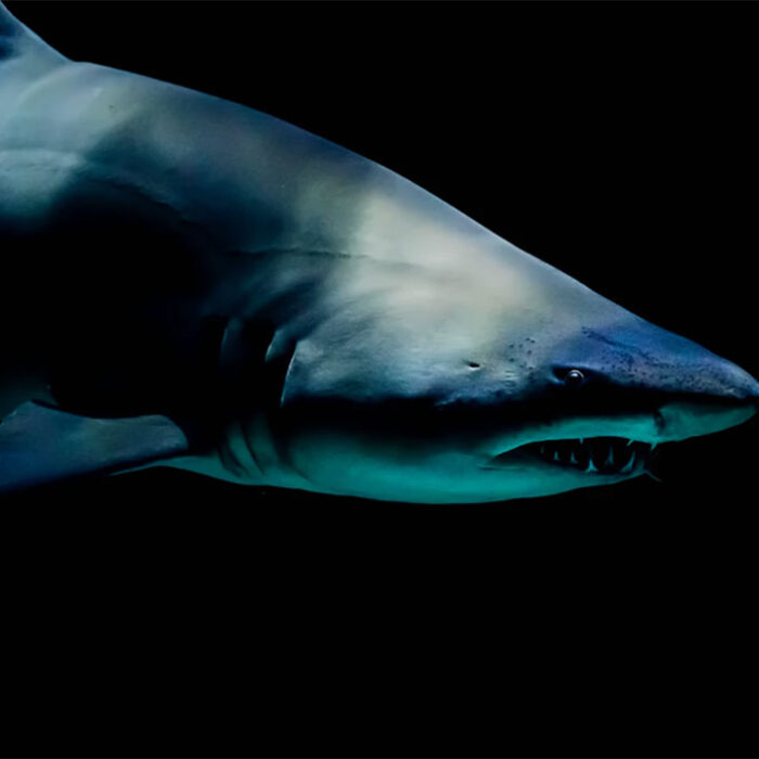 Cocaine sharks!