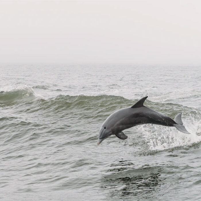 dolphin attacks in japan