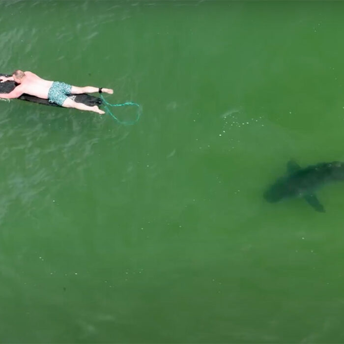 great white shark in southern California