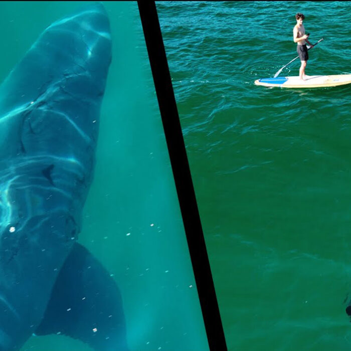 Check Out the Size of This Great White Shark as It Examines a Stand-Up Paddler