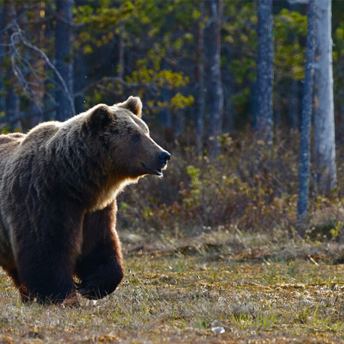 grizzly bear