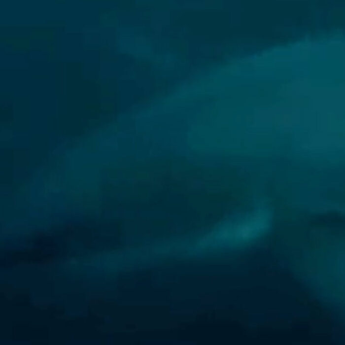 Great white shark seen in duck dive