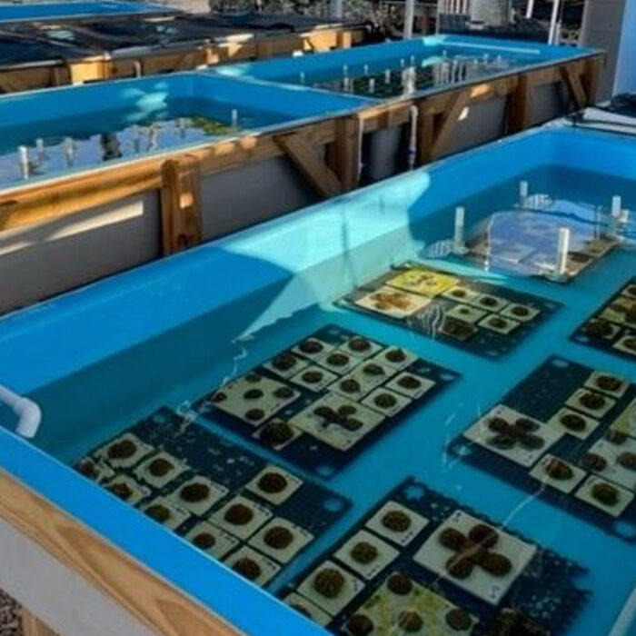 Tanks at KML housing corals at risk of coral lleaching