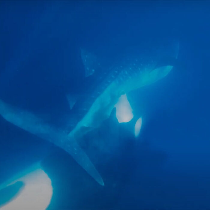 orca attacking whale shark