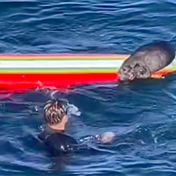 Otter vs. Surfer: Explaining the Recent Spate of Localism Gone Wild