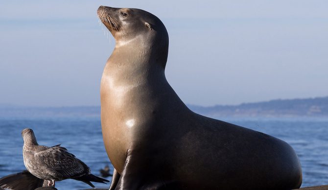 California sea lion
