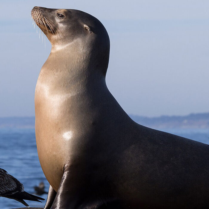California sea lion