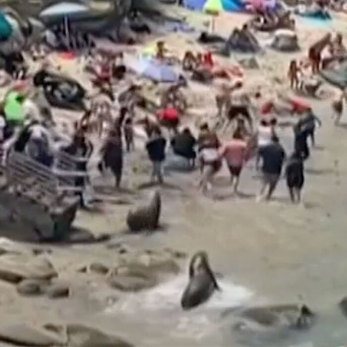 Sea lions chase beachgoers in La Jolla