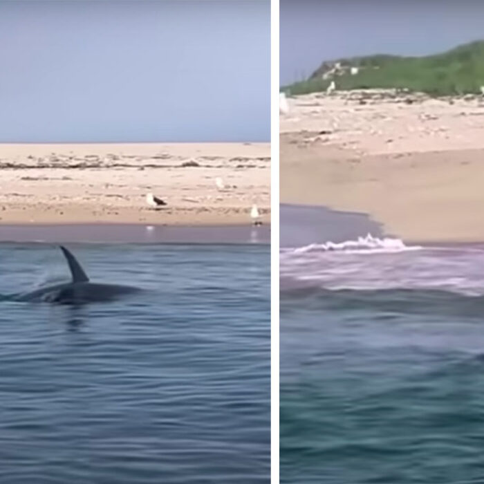 Great White Shark Bites Seal in Half Feet From Shoreline During Ultimate Biology Lesson