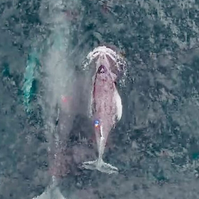 humpback whale calf nursing