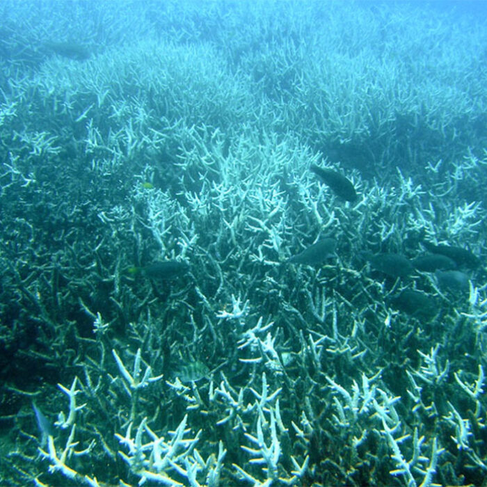 Coral bleaching
