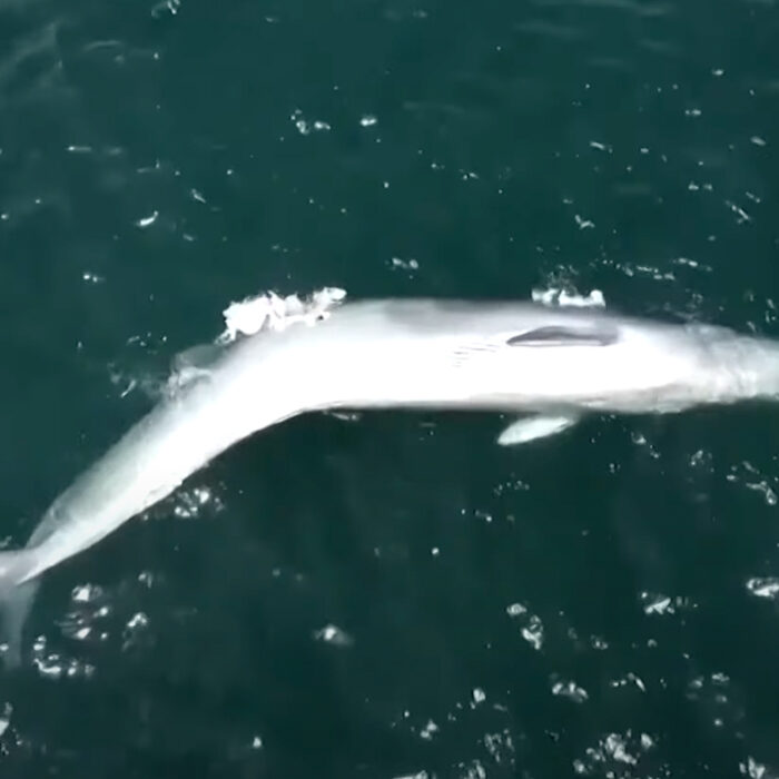 Dead whale spotted in Hong Kong.
