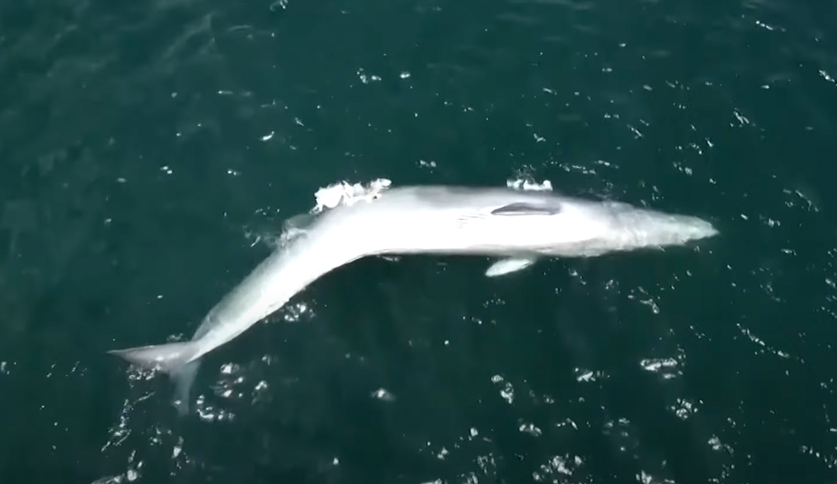 Whale Carcass Discovered in Hong Kong Prompts Outrage at Sightseers - Vimarsana News
