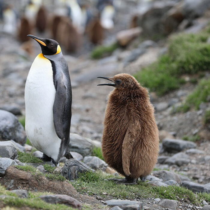 emperor penguin chicks
