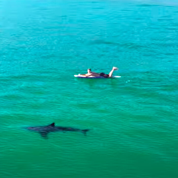 Drone Footage Shows Great White Shark and Surfer Stalking One Another