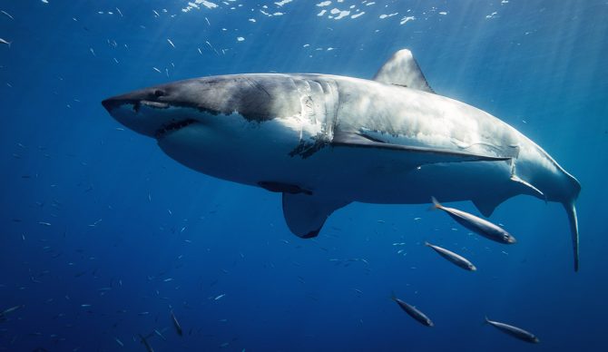 Warming Oceans Are Altering the Behavior of Sharks