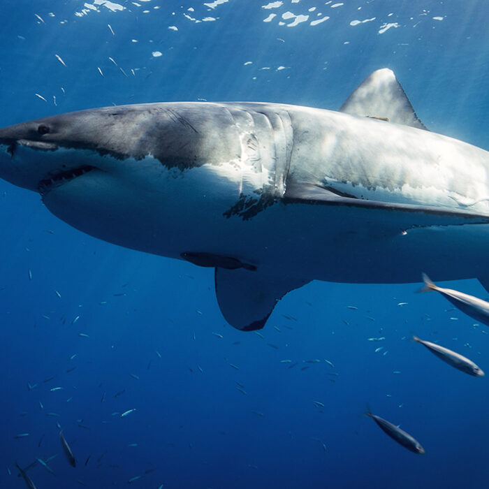 Warming Oceans Are Altering the Behavior of Sharks