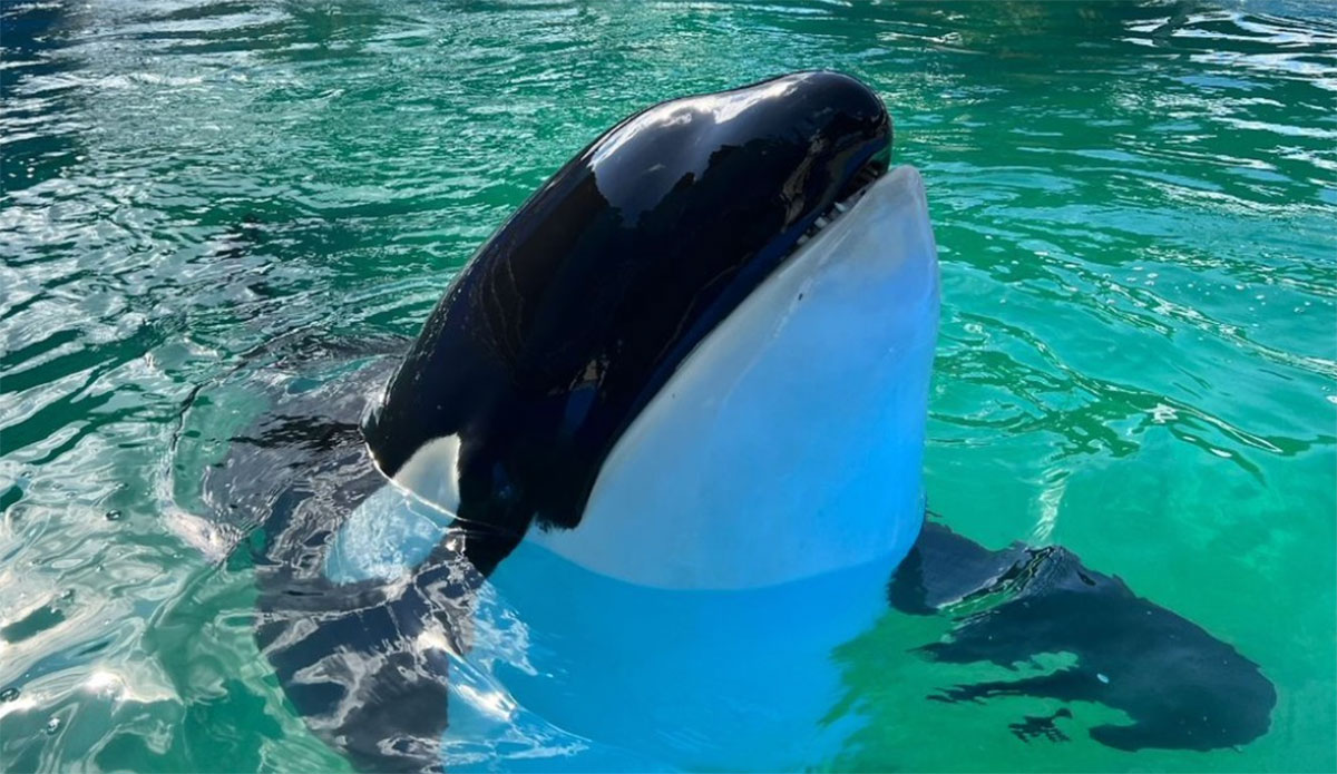 Lolita the Orca Died on Friday Before Her Release Back to the Ocean - Vimarsana News