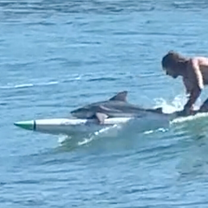 Australian man surfs with shark.