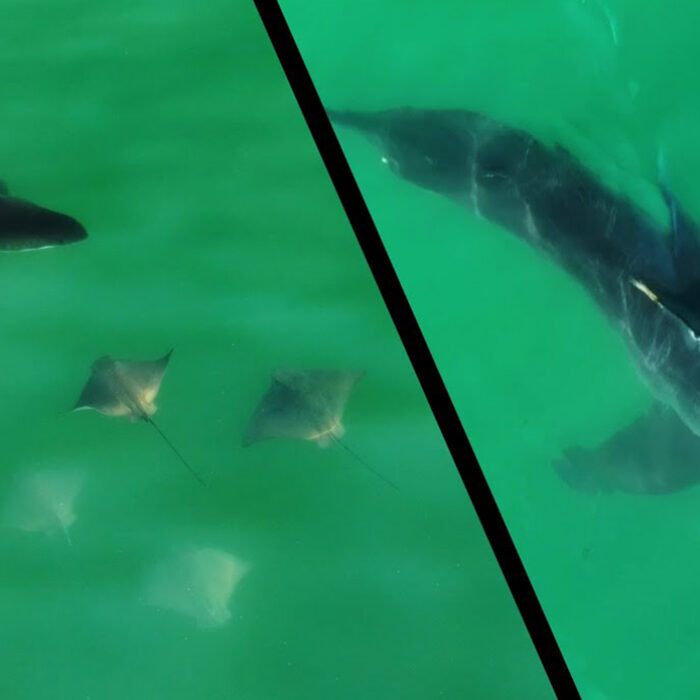 Rare Drone Footage Shows Great White Sharks Hunting Bat Rays