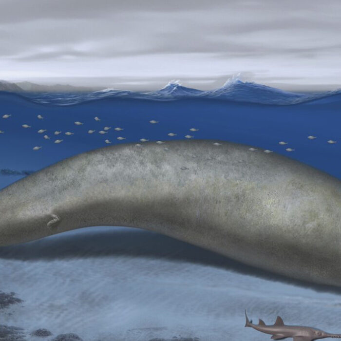 Perucetus colossus may be history's largest known animal.