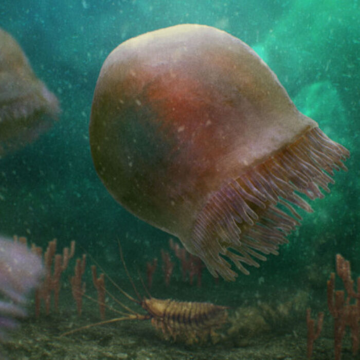 Burgessomedusa phasmiformis, resembles a large, swimming jellyfish.