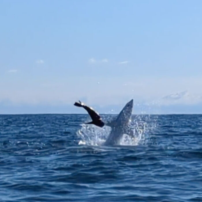 Great white shark attacking seal