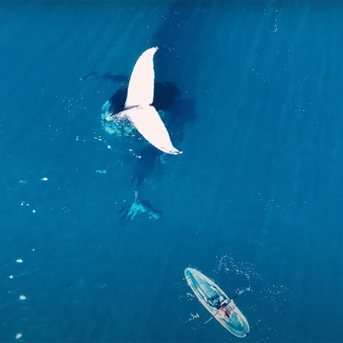 Tail sailing humpback whale
