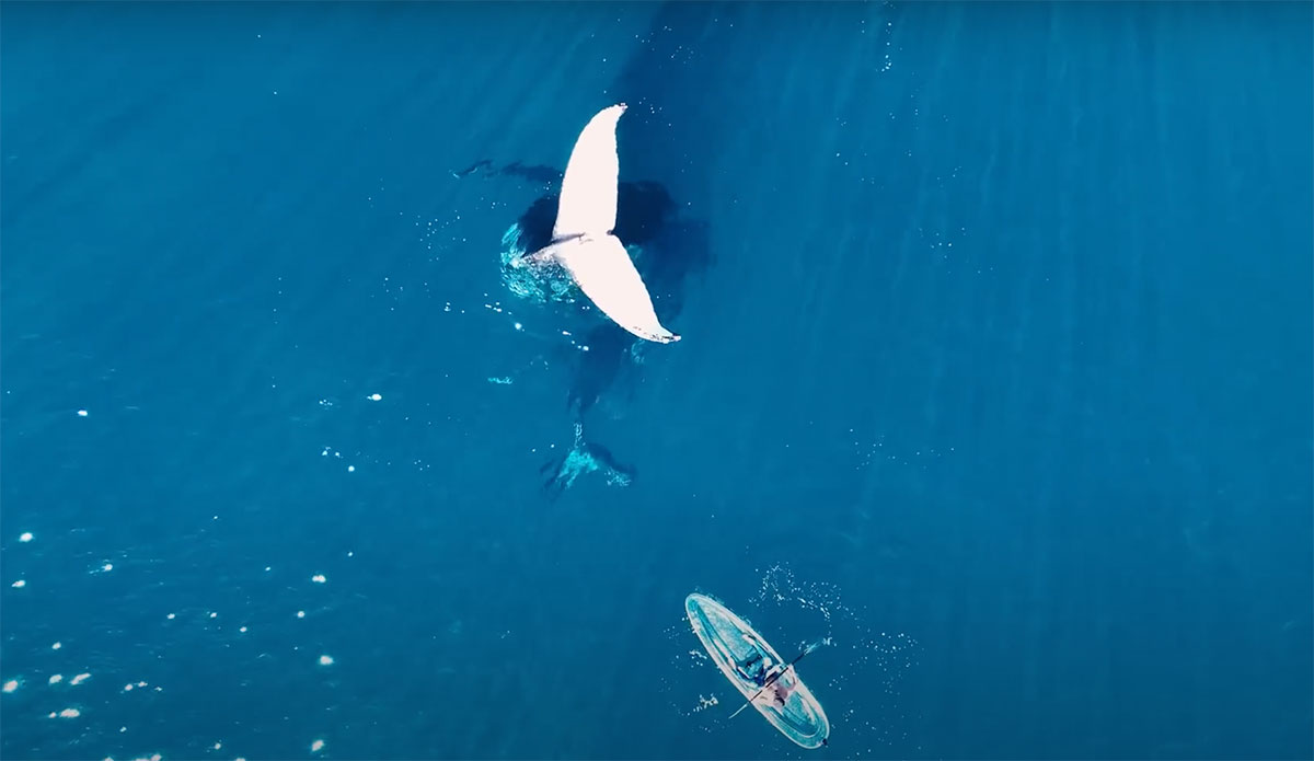 Tail sailing. переводчик парусный спорт. 29er яхта. … & sail brand. яхта парусная регата.