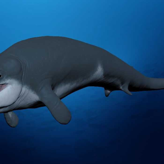 Tiny Ancient Whale Discovered in Egypt