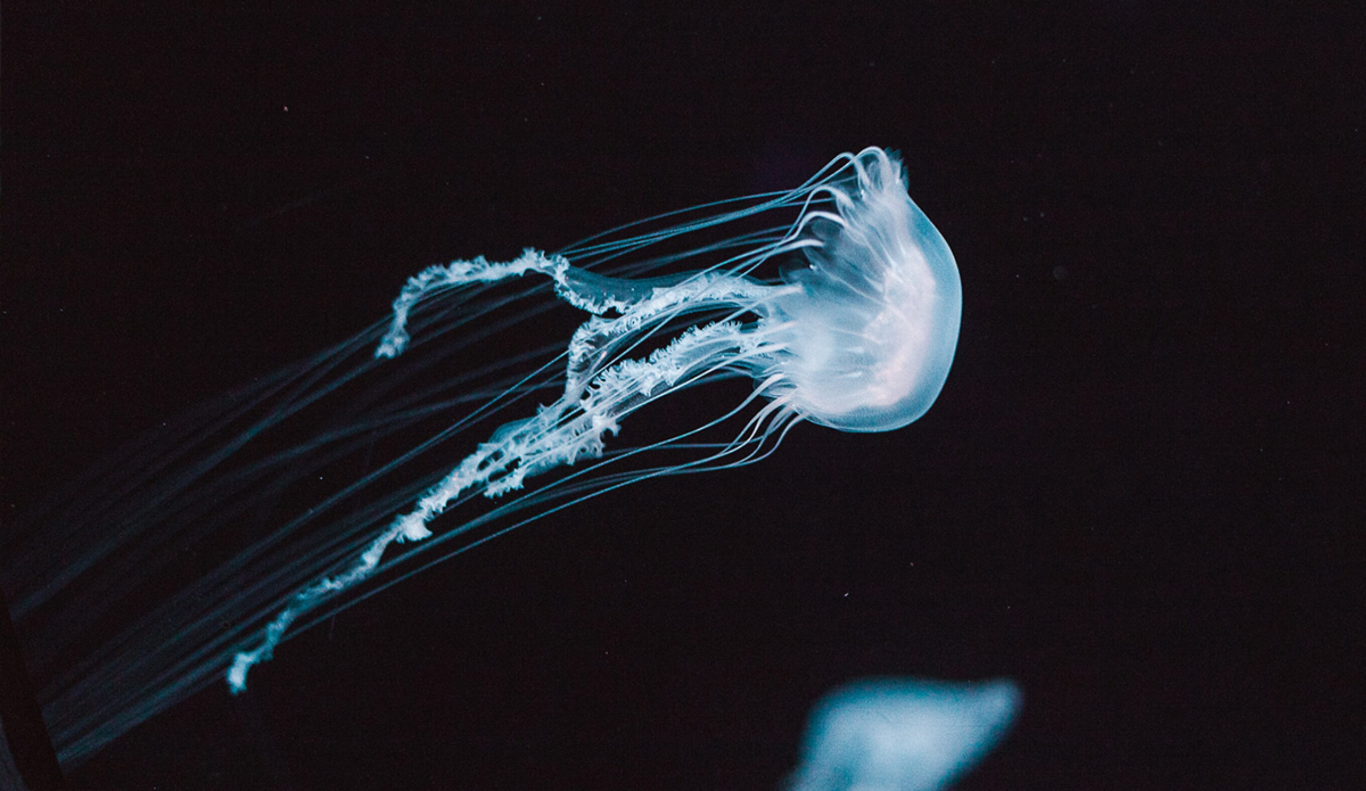 These guys may be smarter than you think. Photo: Elisha Terada // Unsplash