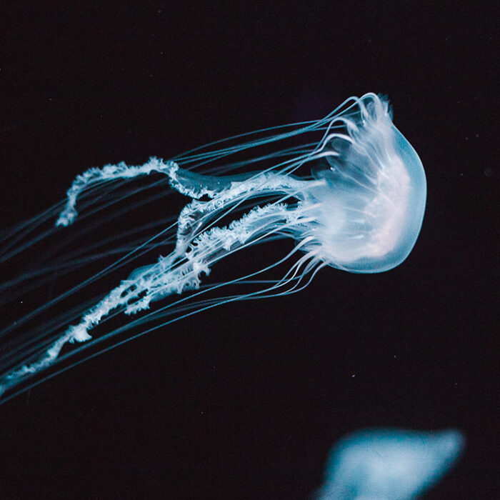 These guys may be smarter than you think. Photo: Elisha Terada // Unsplash