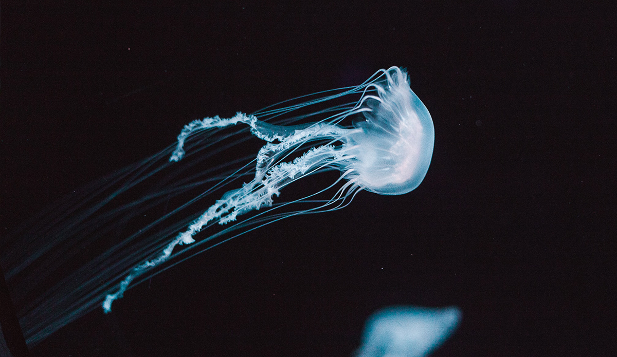 Un nuevo estudio muestra que las medusas pueden aprender de la experiencia