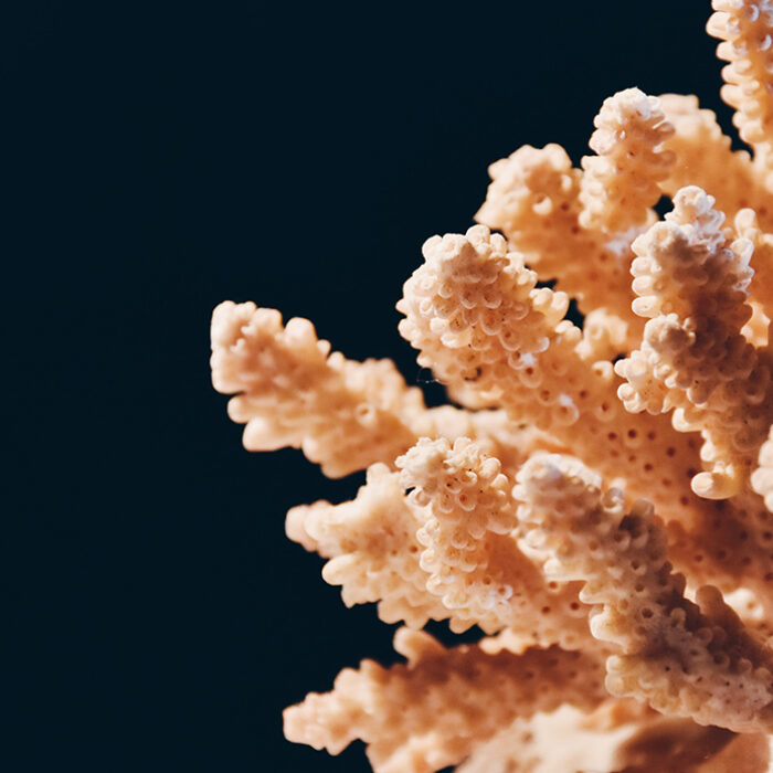 Photo: Sandy Ravaloniaina // Unsplash