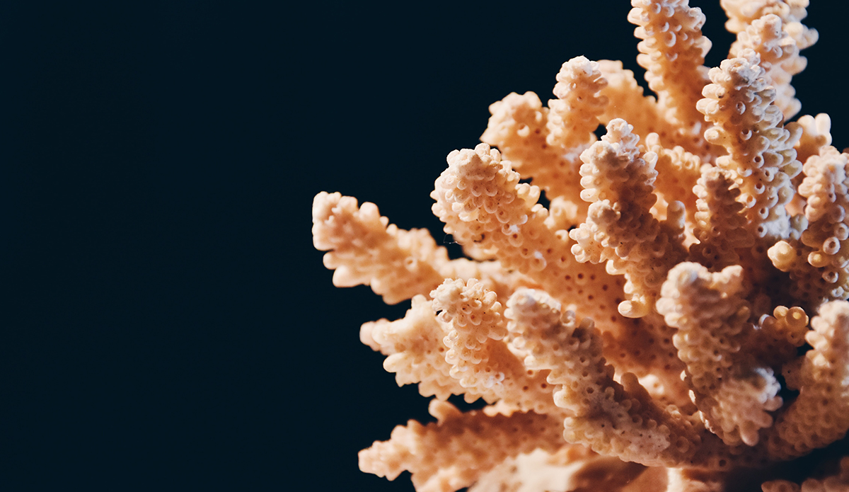 Coral. Photo: Sandy Ravaloniaina // Unsplash