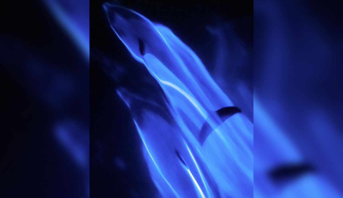 New Footage Of Dolphins Swimming In California's Bioluminescent Waters Looks Like Something Straight Out of Avatar - Vimarsana News