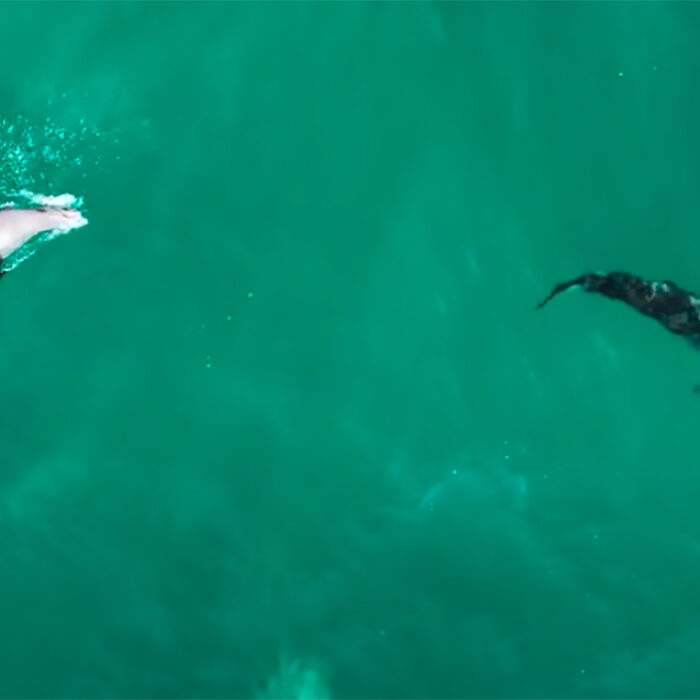 Watch This Seal Turn the Tables, Chase Off a Great White Shark