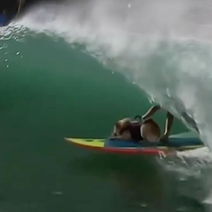 skyler the surfing dog barreled at Surf Ranch