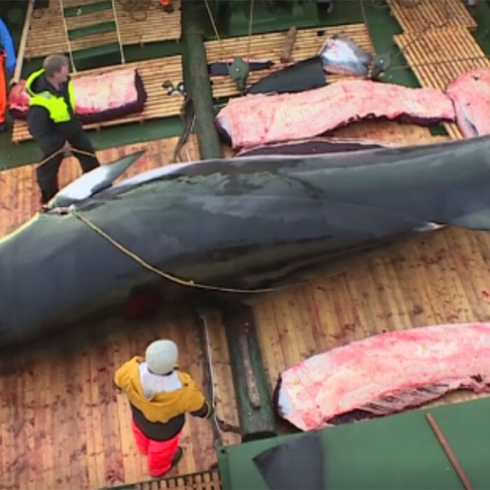 whaling in Iceland
