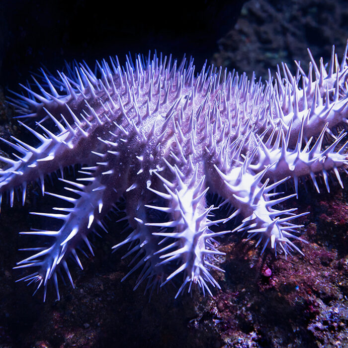 An adult crown-of-thorns starfish. Photo: David Clode // Unsplash