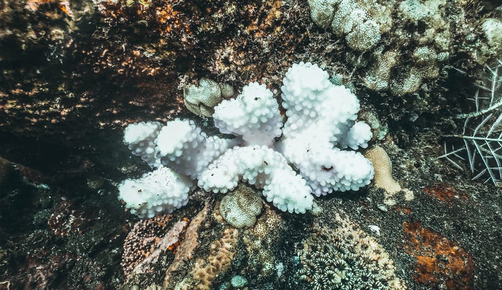Scientists Find Coral Bleaching 295 Feet Below the Ocean's Surface