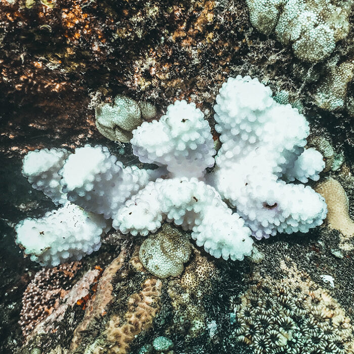 Photo: Naja Bertolt Jensen // Unsplash