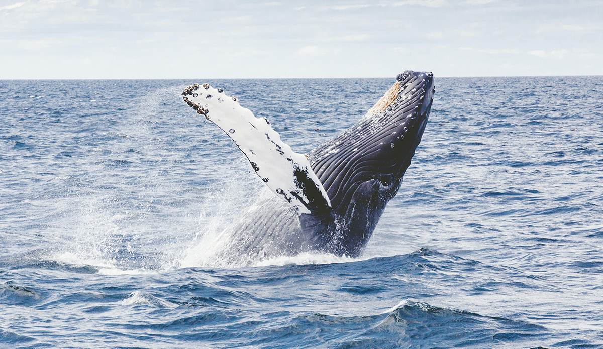 The study shows that whaling has led to a loss of genetic diversity
