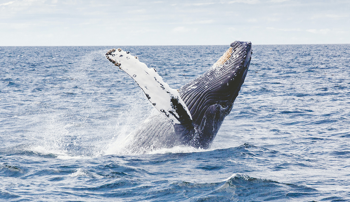 El estudio muestra que la caza de ballenas ha provocado una pérdida de diversidad genética