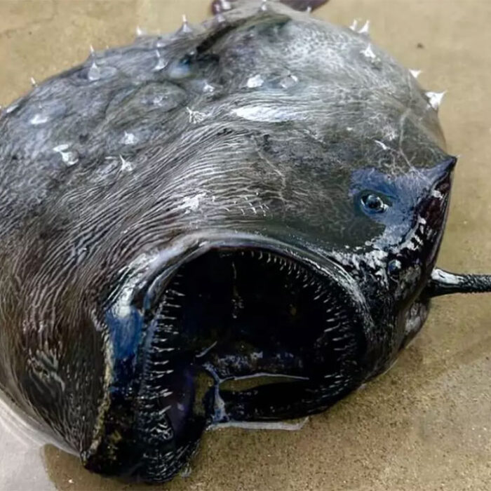 anglerfish at Crystal Cove