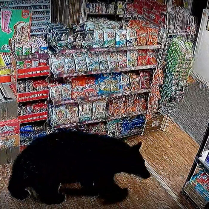 black bear in Tipton's