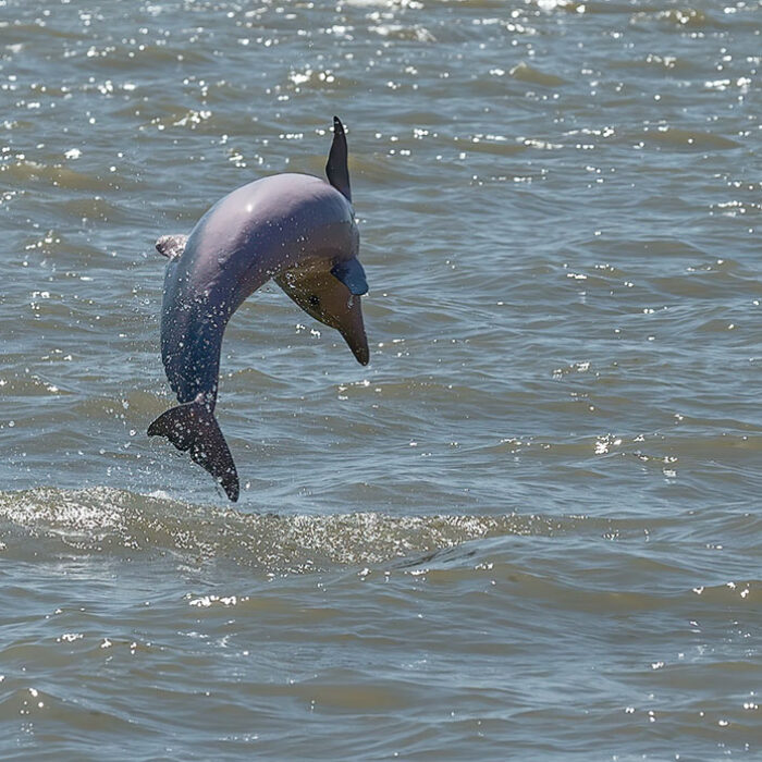 dolphins in amazon