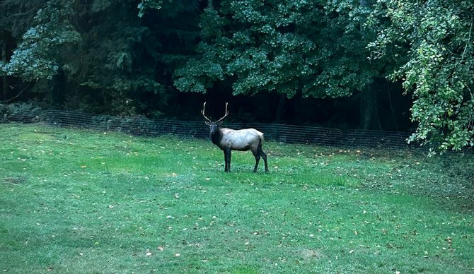 elk in the yard