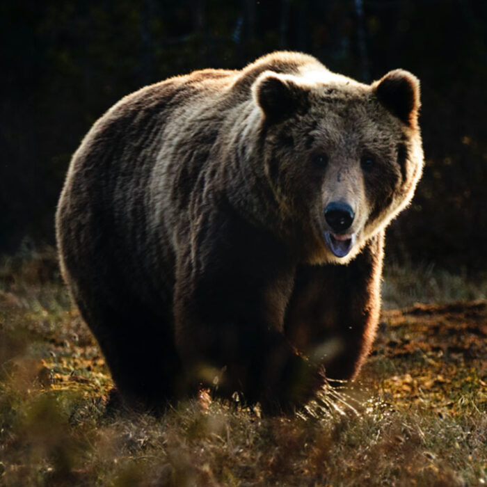 grizzly bear
